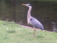 A heron